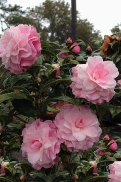Buttons 'n Bows Camellia Hybrid - 3 Gallon Pot -Best Bush Shop Camellia Buttons And Bows 1