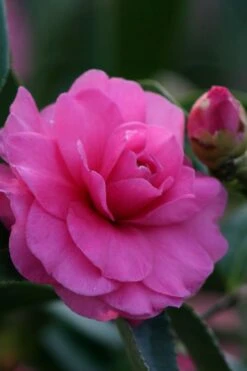 Chansonette Dwarf Weeping Camellia Sasanqua - 3 Gallon Pot 10 Chansonette Dwarf Weeping Camellia Sasanqua - 3 Gallon Pot -Best Bush Shop Camellia Chansonette 2