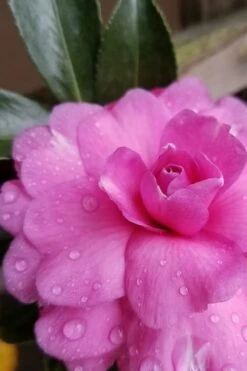 Chansonette Dwarf Weeping Camellia Sasanqua - 3 Gallon Pot 11 Chansonette Dwarf Weeping Camellia Sasanqua - 3 Gallon Pot -Best Bush Shop Camellia Chansonette 4