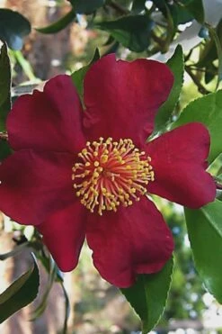 October Magic Crimson 'N Clover Camellia - 3 Gallon Pot -Best Bush Shop Camellia Crimson N Clover 1