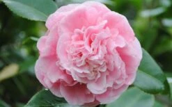 Debutante Pink Camellia Japonica - 6 Pack Of 1 Gallon Pots 9 Debutante Pink Camellia Japonica - 6 Pack Of 1 Gallon Pots -Best Bush Shop Camellia Debutante Closeup Flower 3