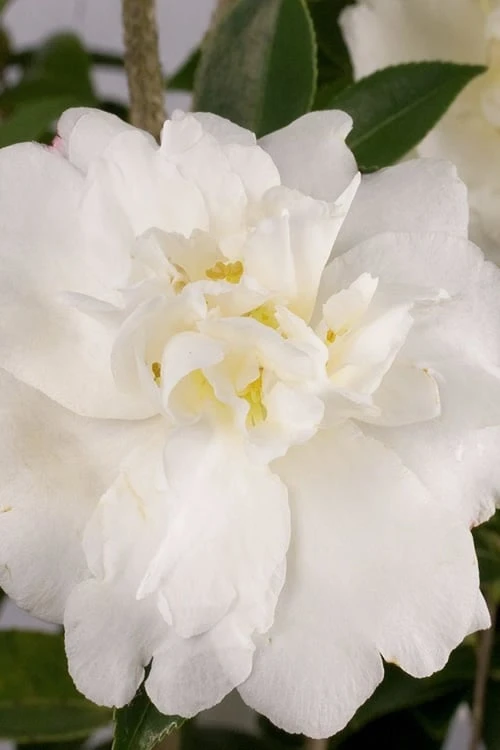 Diana Camellia Sasanqua - 2 Gallon Pot 1 Diana Camellia Sasanqua - 2 Gallon Pot
