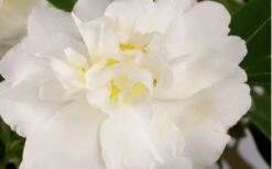 Diana Camellia Sasanqua - 2 Gallon Pot 7 Diana Camellia Sasanqua - 2 Gallon Pot -Best Bush Shop Camellia Diana Flower Closeup