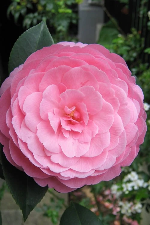 E.G. Waterhouse Camellia - Williamsii Hybrid - 1 Gallon Pot 1 E.G. Waterhouse Camellia - Williamsii Hybrid - 1 Gallon Pot