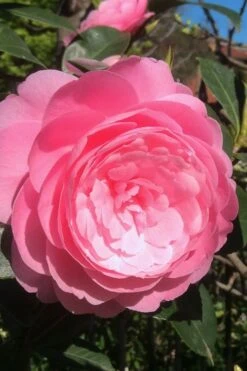 E.G. Waterhouse Camellia - Williamsii Hybrid - 1 Gallon Pot 9 E.G. Waterhouse Camellia - Williamsii Hybrid - 1 Gallon Pot -Best Bush Shop Camellia EG Waterhouse 2