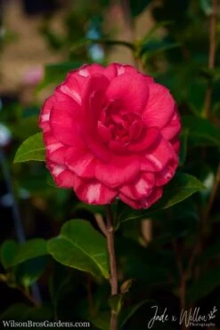 Glen 40 Camellia Japonica - 1 Gallon Pot 11 Glen 40 Camellia Japonica - 1 Gallon Pot -Best Bush Shop Camellia Glen 40 JW 1