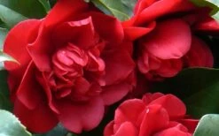 Governor Mouton Red Camellia Japonica - 3 Gallon Pot -Best Bush Shop Camellia Governor Mouton 1