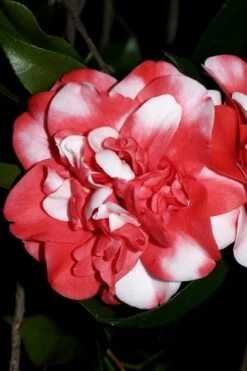 Governor Mouton Red Camellia Japonica - 3 Gallon Pot -Best Bush Shop Camellia Governor Mouton 3