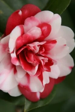 Governor Mouton Red Camellia Japonica - 3 Gallon Pot -Best Bush Shop Camellia Governor Mouton 7