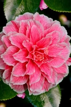 Brilliant Gem Fragrant Camellia Japonica - Herme - 3 Gallon Pot 11 Brilliant Gem Fragrant Camellia Japonica - Herme - 3 Gallon Pot -Best Bush Shop Camellia Hermes 6