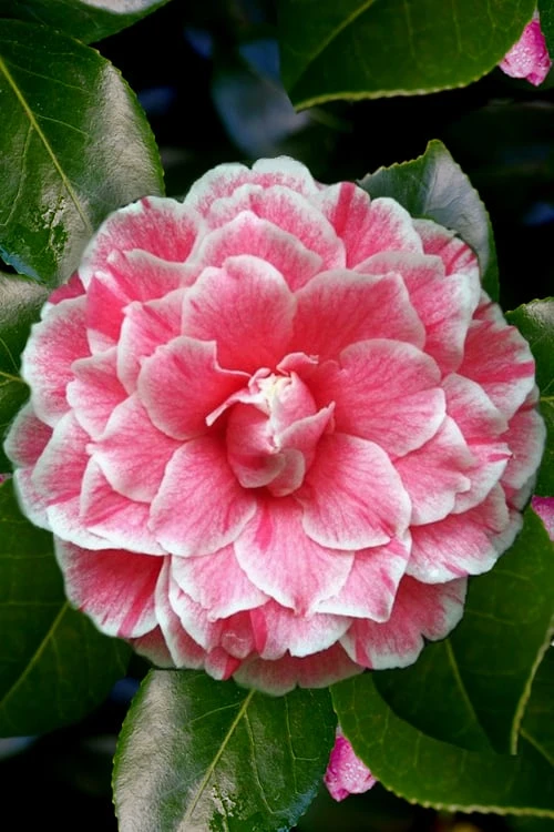Brilliant Gem Fragrant Camellia Japonica - Herme - 3 Gallon Pot 5 Brilliant Gem Fragrant Camellia Japonica - Herme - 3 Gallon Pot - Image 5