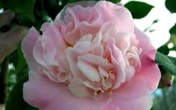 High Fragrance Camellia TREE FORM - 3 Gallon Pot 9 High Fragrance Camellia TREE FORM - 3 Gallon Pot -Best Bush Shop Camellia High Fragrance 5