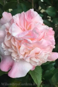 High Fragrance Camellia TREE FORM - 3 Gallon Pot 8 High Fragrance Camellia TREE FORM - 3 Gallon Pot -Best Bush Shop Camellia High Fragrance 500x750 1