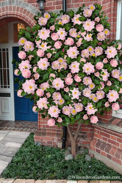High Fragrance Camellia TREE FORM - 3 Gallon Pot 1 High Fragrance Camellia TREE FORM - 3 Gallon Pot