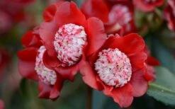 Lipstick Red Camellia Japonica - 3 Gallon Pot -Best Bush Shop Camellia Lipstick 2