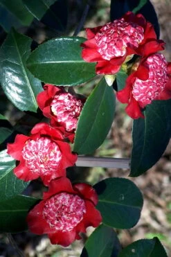Lipstick Red Camellia Japonica - 3 Gallon Pot -Best Bush Shop Camellia Lipstick 3