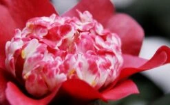 Lipstick Red Camellia Japonica - 3 Gallon Pot -Best Bush Shop Camellia Lipstick 4