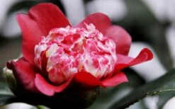Lipstick Red Camellia Japonica - 3 Gallon Pot -Best Bush Shop Camellia Lipstick 5