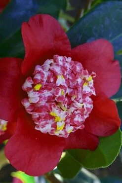Lipstick Red Camellia Japonica - 3 Gallon Pot -Best Bush Shop Camellia Lipstick 6