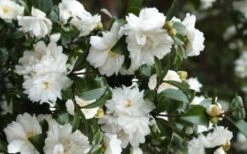 Mine No Yuki Camellia Sasanqua - 1 Gallon Pot -Best Bush Shop Camellia Mine No Yuki 23