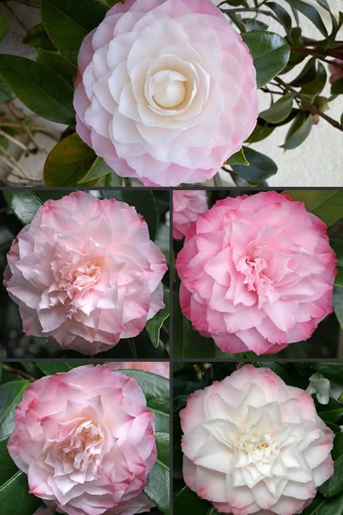 Nuccio's Pearl Camellia Japonica - 1 Gallon Pot 4 Nuccio's Pearl Camellia Japonica - 1 Gallon Pot - Image 4