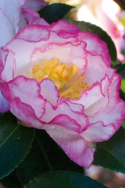 October Magic Inspiration Camellia - 3 Gallon Pot 4 October Magic Inspiration Camellia - 3 Gallon Pot - Image 4