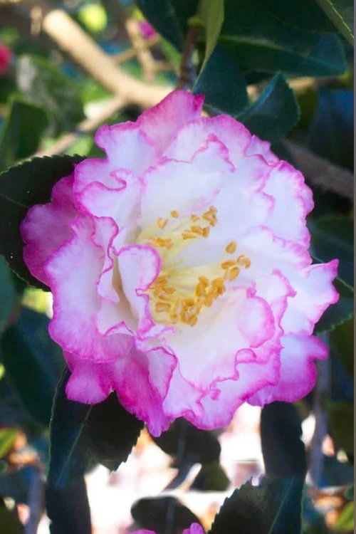 October Magic Inspiration Camellia - 3 Gallon Pot 1 October Magic Inspiration Camellia - 3 Gallon Pot