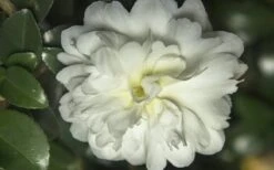 October Magic Ivory Camellia - 1 Gallon Pot 7 October Magic Ivory Camellia - 1 Gallon Pot -Best Bush Shop Camellia October Magic Ivory