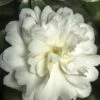 October Magic Ivory Camellia - 1 Gallon Pot