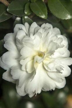 October Magic Ivory Camellia - 1 Gallon Pot