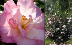 October Magic Orchid Camellia - 7 Gallon Pot 8 October Magic Orchid Camellia - 7 Gallon Pot -Best Bush Shop Camellia October Magic Orchid Flowers 2