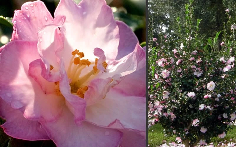 October Magic Orchid Camellia - 7 Gallon Pot 4 October Magic Orchid Camellia - 7 Gallon Pot - Image 4