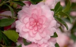 October Magic Pink Perplexion Camellia - 2 Gallon Pot 7 October Magic Pink Perplexion Camellia - 2 Gallon Pot -Best Bush Shop Camellia October Magic Pink Perplexion