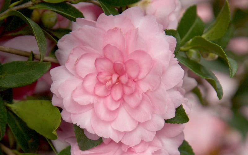 October Magic Pink Perplexion Camellia - 2 Gallon Pot 4 October Magic Pink Perplexion Camellia - 2 Gallon Pot - Image 4