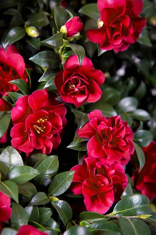 October Magic Ruby Camellia - 1 Gallon Pot 1 October Magic Ruby Camellia - 1 Gallon Pot