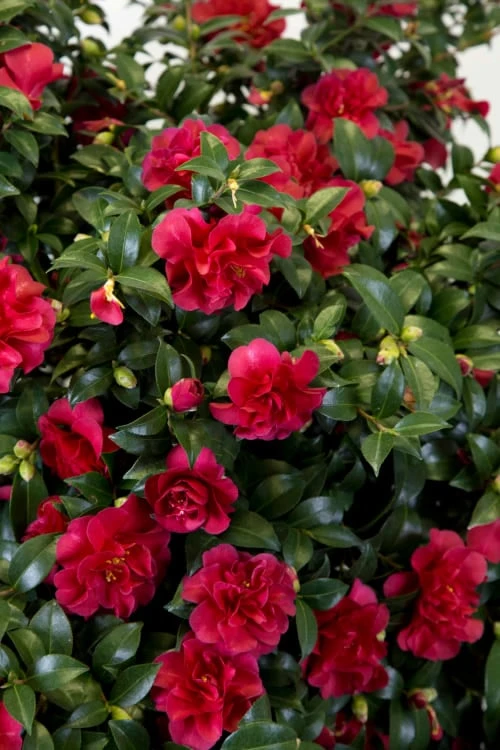 October Magic Ruby Camellia - 1 Gallon Pot 5 October Magic Ruby Camellia - 1 Gallon Pot - Image 5