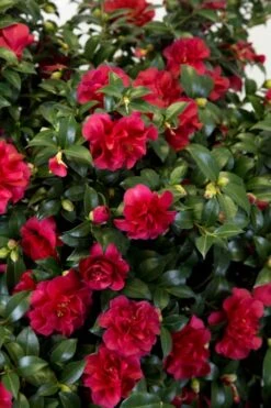 October Magic Ruby Camellia - 7 Gallon Pot 10 October Magic Ruby Camellia - 7 Gallon Pot -Best Bush Shop Camellia October Magic Ruby 27