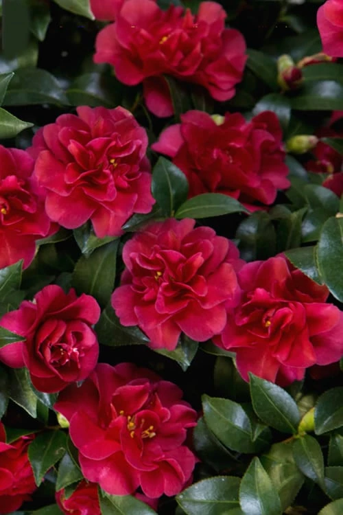 October Magic Ruby Camellia - 7 Gallon Pot 6 October Magic Ruby Camellia - 7 Gallon Pot - Image 6