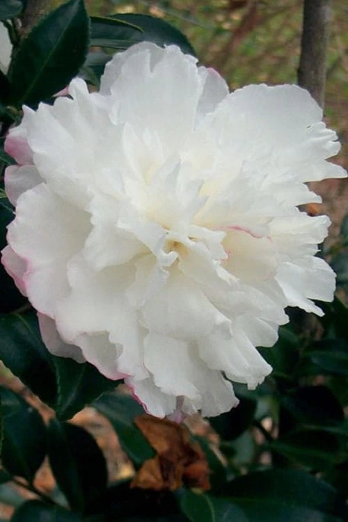 October Magic Snow Camellia - 1 Gallon Pot 1 October Magic Snow Camellia - 1 Gallon Pot