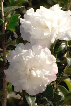 October Magic Snow Camellia - 2 Gallon Pot -Best Bush Shop Camellia October Magic Snow 500x750 1