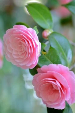 Otome Pink Camellia Japonica - 1 Gallon Pot 9 Otome Pink Camellia Japonica - 1 Gallon Pot -Best Bush Shop Camellia Otome 1