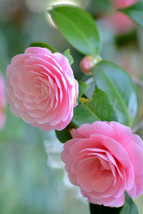 Otome Pink Camellia Japonica - 1 Gallon Pot 5 Otome Pink Camellia Japonica - 1 Gallon Pot - Image 5
