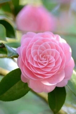 Otome Pink Camellia Japonica - 1 Gallon Pot 8 Otome Pink Camellia Japonica - 1 Gallon Pot -Best Bush Shop Camellia Otome 2
