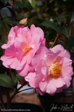 Autumn Pink Icicle Cold Hardy Camellia - 7 Gallon Pot 11 Autumn Pink Icicle Cold Hardy Camellia - 7 Gallon Pot -Best Bush Shop Camellia Pink Icicle JW 1