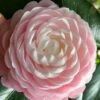 Pink Perfection Camellia Japonica - 3 Gallon Pot
