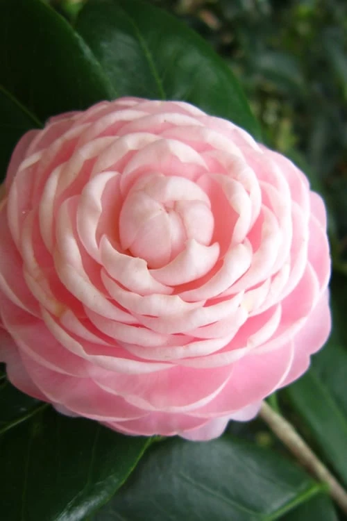 Pink Perfection Camellia Japonica - 3 Gallon Pot 4 Pink Perfection Camellia Japonica - 3 Gallon Pot - Image 4