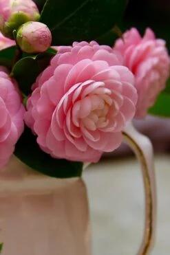 Pink Perfection Camellia Japonica - 6 Pack Of 1 Gallon Pots -Best Bush Shop Camellia Pink Perfection 29 1