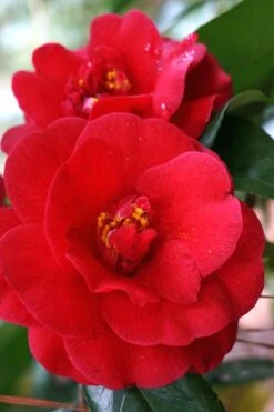 Rosehill Red Camellia - 3 Gallon Pot 7 Rosehill Red Camellia - 3 Gallon Pot -Best Bush Shop Camellia Rose Hill Red 2