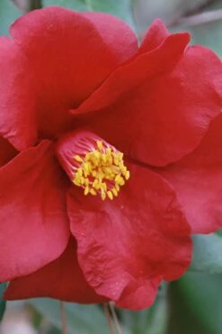 Royal Velvet Red Camellia Japonica - 3 Gallon Pot 9 Royal Velvet Red Camellia Japonica - 3 Gallon Pot -Best Bush Shop Camellia Royal Velvet 2