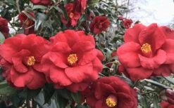 Royal Velvet Red Camellia Japonica - 3 Gallon Pot 8 Royal Velvet Red Camellia Japonica - 3 Gallon Pot -Best Bush Shop Camellia Royal Velvet 3
